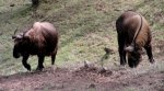 Thimphu-Takin-Reservat-06-2015-gje-scaled.jpg