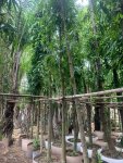 mua-ban-cay-hoang-nam.jpg