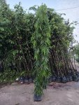 mua-ban-cay-hoang-nam-1.jpg