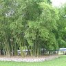 Nguyễn Thị Hạnh Mỹ